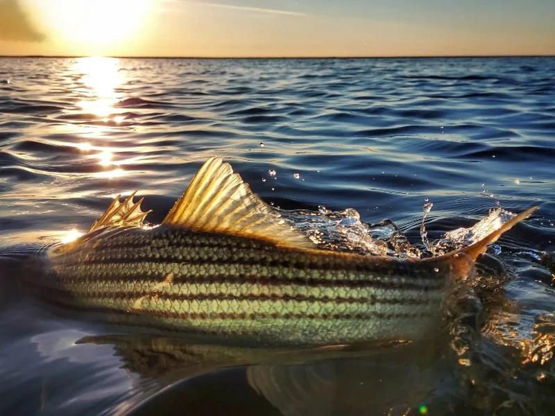 Stripped Bass